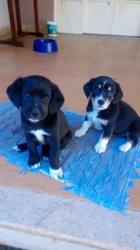 Cachorro ra a Rsd idade Abaixo de 2 meses nome Não tem