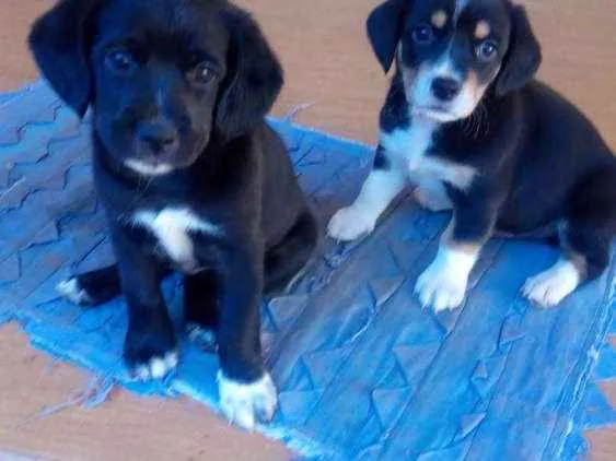 Cachorro ra a Rsd idade Abaixo de 2 meses nome Não tem