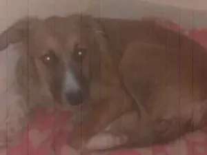 Cachorro raça srd idade 7 a 11 meses nome sem nome