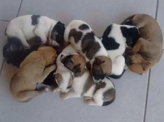 Cachorro ra a SRD idade Abaixo de 2 meses nome Filhote fofos