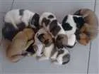 Cachorro raça SRD idade Abaixo de 2 meses nome Filhote fofos