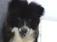 rambo