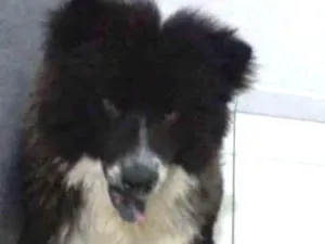 Cachorro raça xau xau idade 2 anos nome rambo