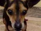 Cachorro raça Pincher  idade 2 anos nome Eu o chamo Fred 