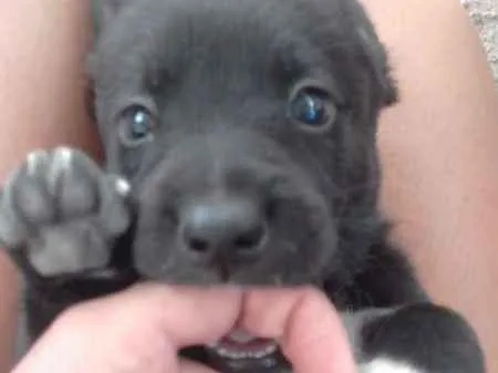 Cachorro ra a Poodle idade 2 a 6 meses nome FILHOTES