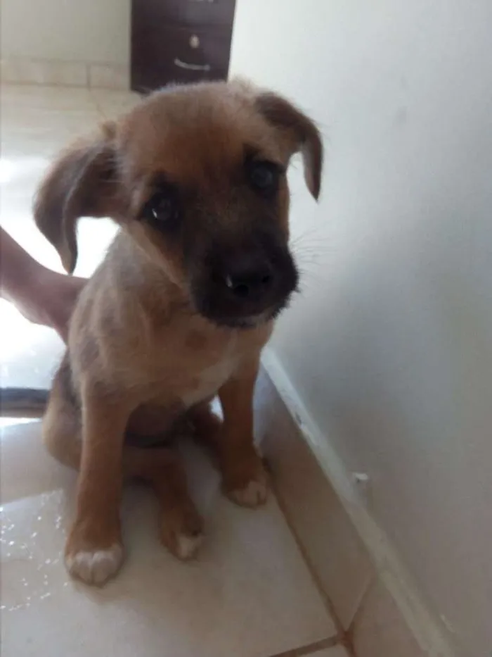Cachorro ra a Vira lata idade Abaixo de 2 meses nome Não tem