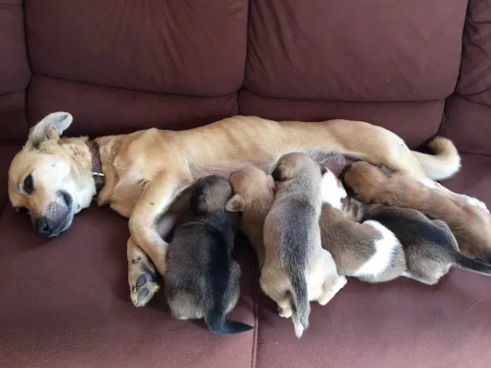 Cachorro ra a SRD idade Abaixo de 2 meses nome Filhotes