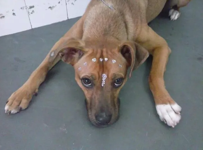 Cachorro ra a Vira-lata idade 3 anos nome Sara