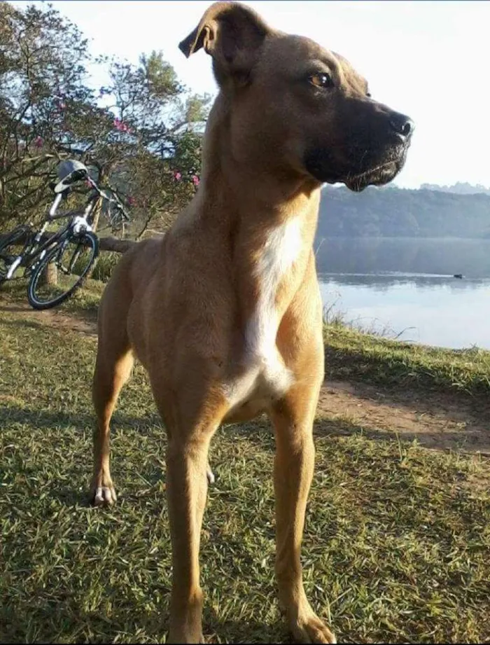 Cachorro ra a Vira-lata idade 3 anos nome Sara