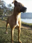 Sara