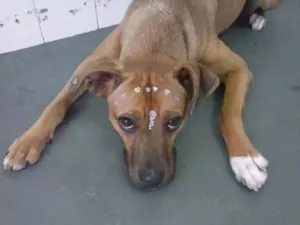 Cachorro raça Vira-lata idade 3 anos nome Sara
