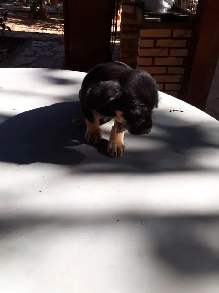 Cachorro ra a Vira lata idade 2 a 6 meses nome Sem nome