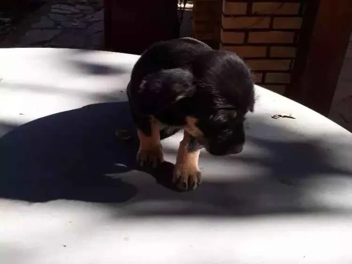 Cachorro ra a Vira lata idade 2 a 6 meses nome Sem nome