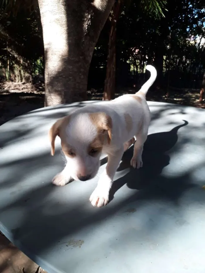 Cachorro ra a Vira lata idade 2 a 6 meses nome Sem nome