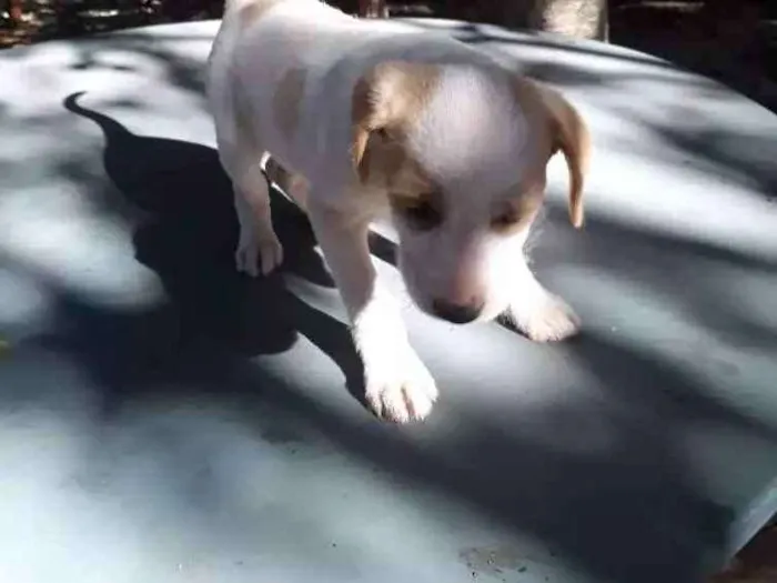 Cachorro ra a Vira lata idade 2 a 6 meses nome Sem nome