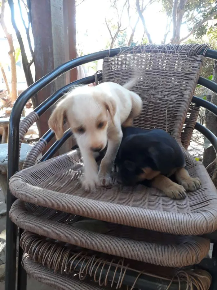 Cachorro ra a Vira lata idade 2 a 6 meses nome Sem nome
