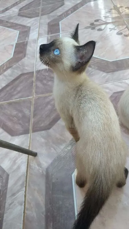 Gato ra a Siamês idade 2 a 6 meses nome Gabriel