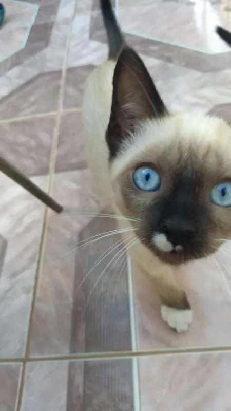 Gato ra a Siamês idade 2 a 6 meses nome Gabriel
