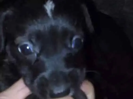 Cachorro ra a Vira lata idade 2 a 6 meses nome Sem nome