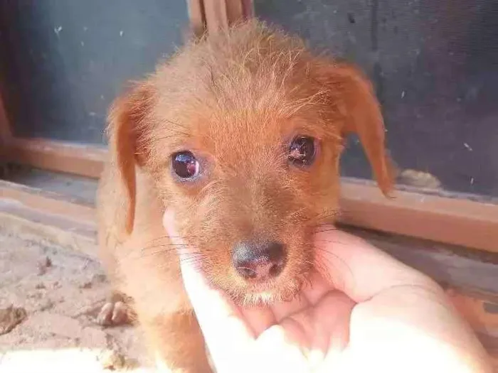 Cachorro ra a Vira lata idade 2 a 6 meses nome Sem nome