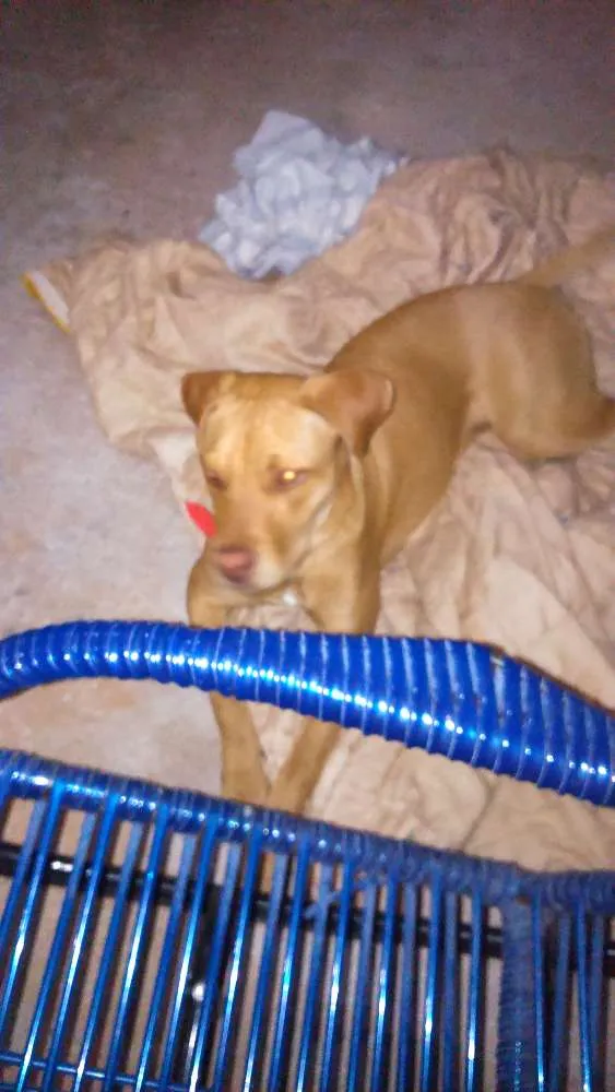 Cachorro ra a Pitbull  idade 1 ano nome Mel