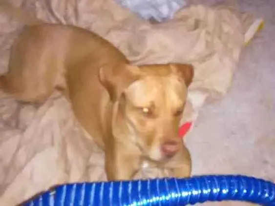 Cachorro ra a Pitbull  idade 1 ano nome Mel