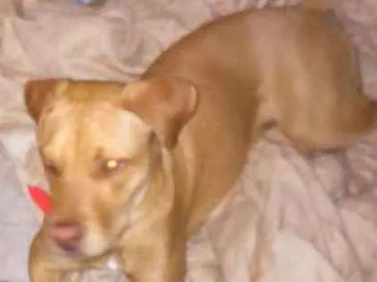 Cachorro ra a Pitbull  idade 1 ano nome Mel