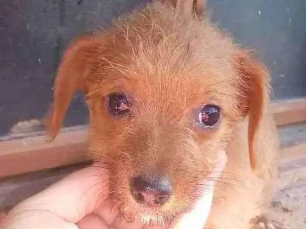 Cachorro ra a Vira lata idade 2 a 6 meses nome Sem nome