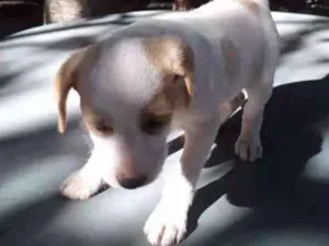 Cachorro raça Vira lata idade 2 a 6 meses nome Sem nome