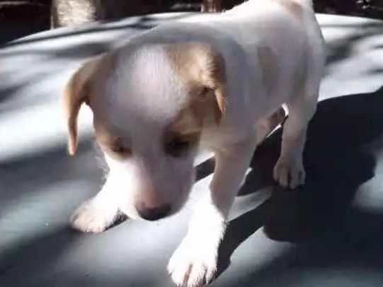 Cachorro ra a Vira lata idade 2 a 6 meses nome Sem nome
