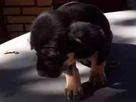 Cachorro ra a Vira lata idade 2 a 6 meses nome Sem nome