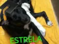 Estrela