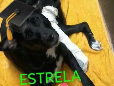 Cachorro ra a Estrela idade 2 a 6 meses nome Estrela