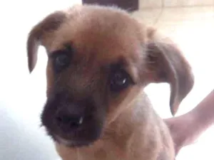 Cachorro raça Vira lata idade Abaixo de 2 meses nome Não tem