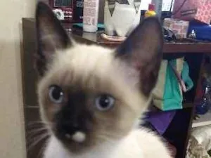 Gato raça Siamês idade 2 a 6 meses nome Gabriel