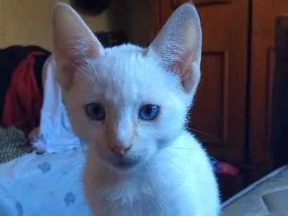 Gato ra a  idade 2 a 6 meses nome Miguel