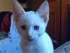 Gato raça  idade 2 a 6 meses nome Miguel