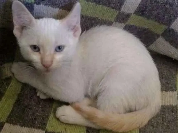 Gato ra a  idade 2 a 6 meses nome Miguel