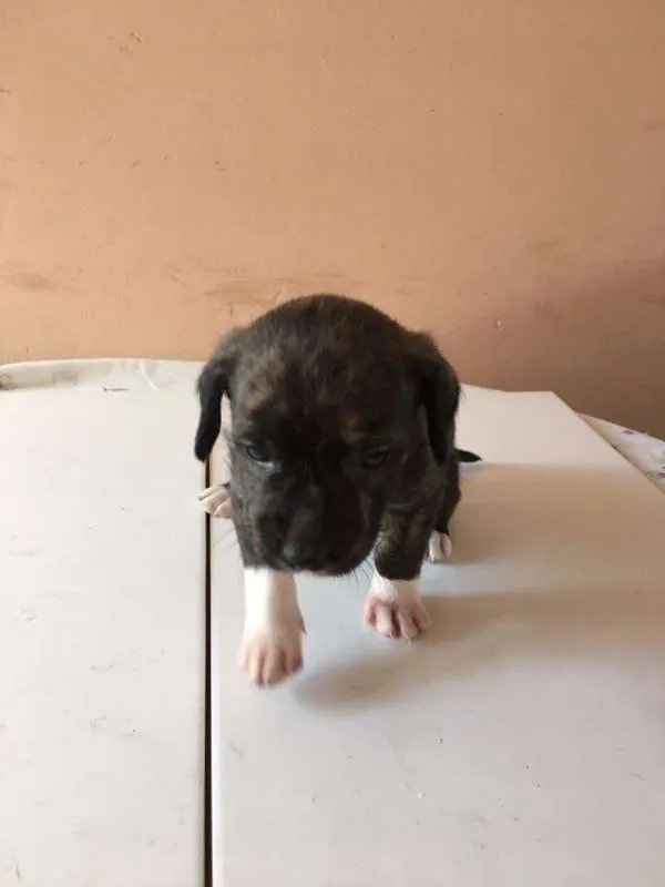 Cachorro ra a SRD idade Abaixo de 2 meses nome Varios