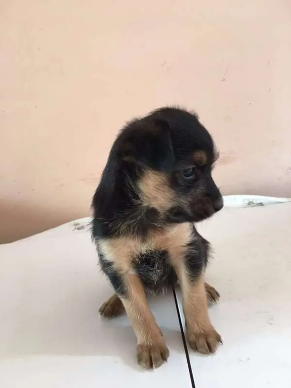 Cachorro ra a SRD idade Abaixo de 2 meses nome Varios