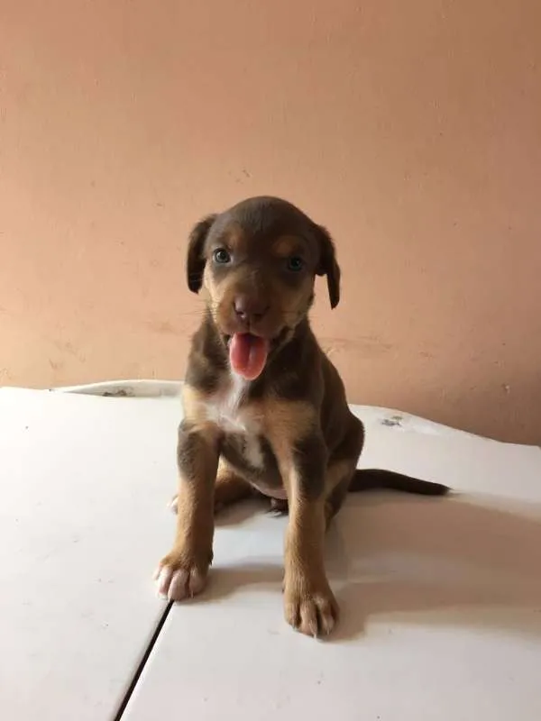 Cachorro ra a SRD idade Abaixo de 2 meses nome Varios