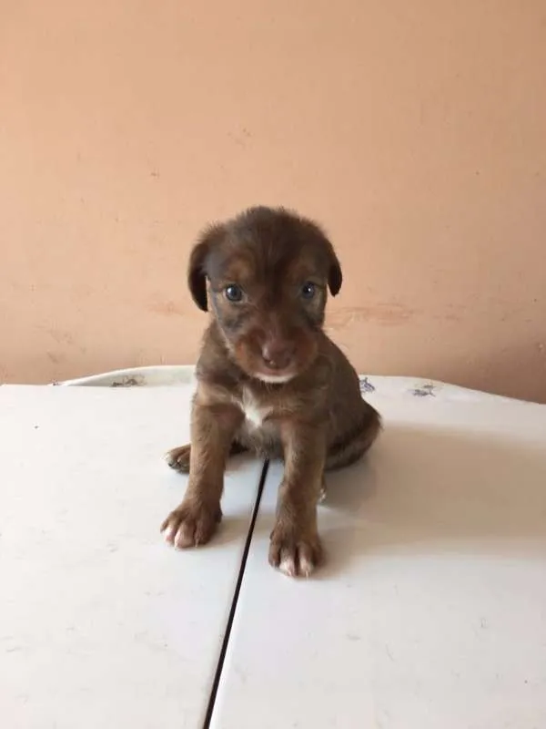 Cachorro ra a SRD idade Abaixo de 2 meses nome Varios
