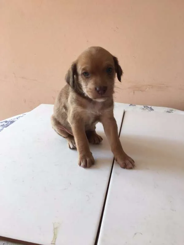 Cachorro ra a SRD idade Abaixo de 2 meses nome Varios