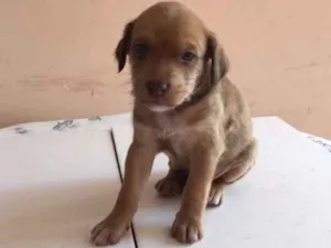 Cachorro raça SRD idade Abaixo de 2 meses nome Varios