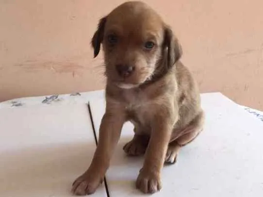 Cachorro ra a SRD idade Abaixo de 2 meses nome Varios