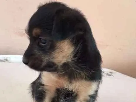 Cachorro ra a SRD idade Abaixo de 2 meses nome Varios