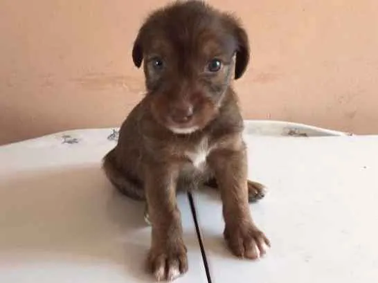 Cachorro ra a SRD idade Abaixo de 2 meses nome Varios