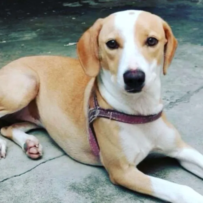 Cachorro ra a Sem raça definida idade 7 a 11 meses nome Lilly e Jack