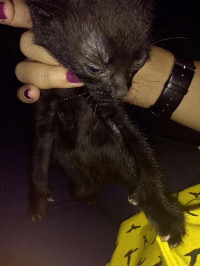 Gato ra a srd idade Abaixo de 2 meses nome sem nome