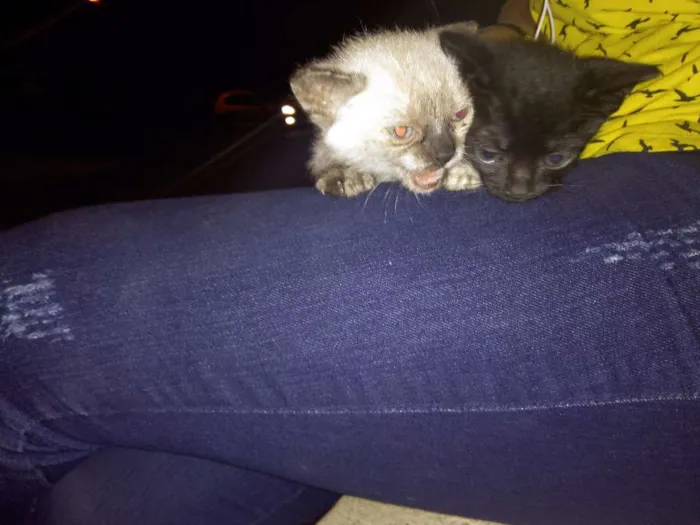 Gato ra a srd idade Abaixo de 2 meses nome sem nome